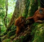 Наследие тропического леса Суматры