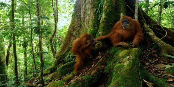 Наследие тропического леса Суматры