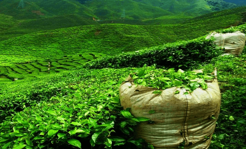 Шри-Ланка - чайные плантации
