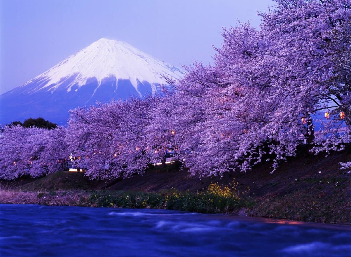 Цветущая сакура в Японии